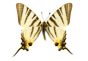 Fototapeta premium Scarce Swallowtail butterfly