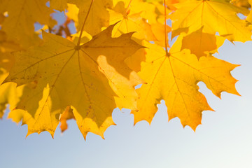 Naklejka na ściany i meble Yellow autumn leaves of maple tree.