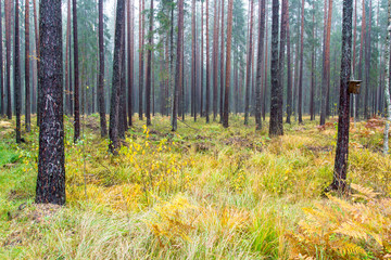 forest trees in autumn colors in countryside