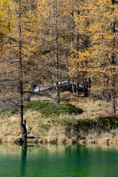 Bosco in autunno