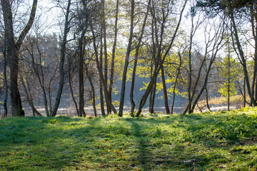 bright green park landscape with sun rays and shadows