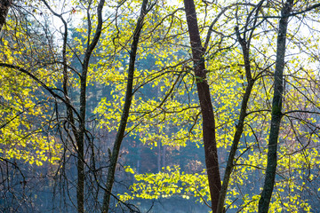 bright green park landscape with sun rays and shadows