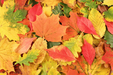 Naklejka na ściany i meble Colorful background made of fallen autumn leaves