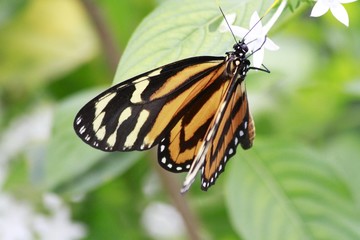Tiger Longwing butterfly
