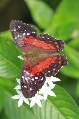 Leopard Lacewing butterfly dorsal view