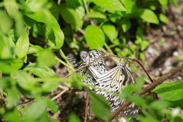 Fototapeta na wymiar Paper Kite butterfly mating
