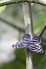 Banded purple wing butterfly - dorsal view