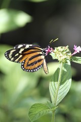 Obraz premium Golden Heliconian - Tiger Lonwing butterfly