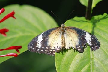 Fototapeta na wymiar Male Cethosia cyane - Leopard Lacewing butterfly