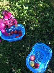 りんご狩りをする子ども