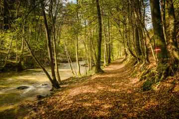 Pathway in beautiful forest in autumn.