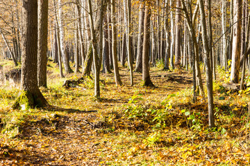 autumn colored tourism trail in the woods