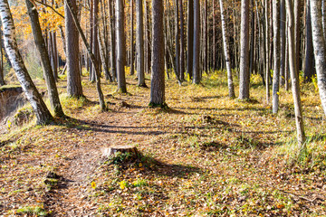 autumn colored tourism trail in the woods