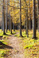 autumn colored tourism trail in the woods