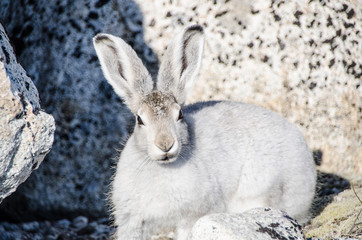 Arctic hare