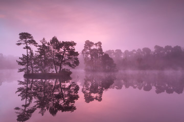 purple misty sunrise over wild lake in forest