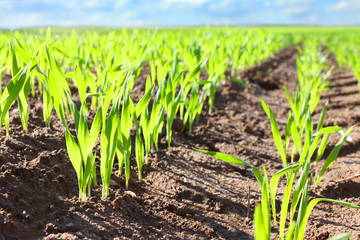 Young wheat seedlings growing in a soil.