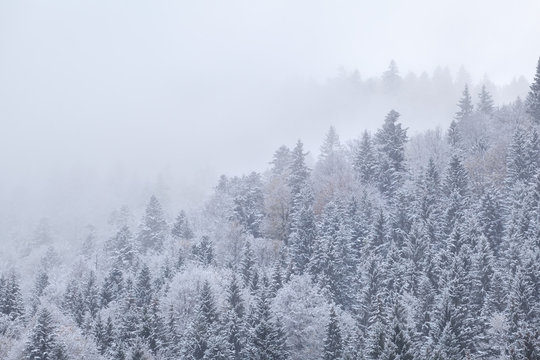 winter forest in snow and fog