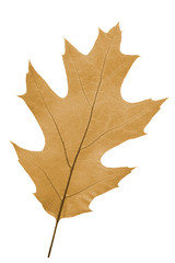 Obraz premium oak leaf as autumn symbol