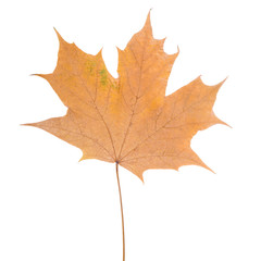 Yellow maple leaf