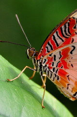 Red lace wing butterfly close up.