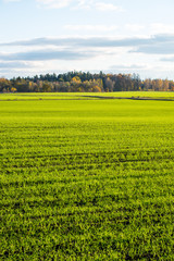 green field with trees in the country