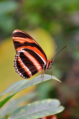 Obraz na płótnie Canvas Tiger long wing Butterfly surveying the gardens.