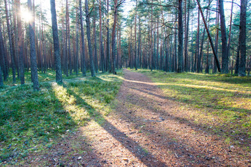 autumn colored tourism trail in the woods