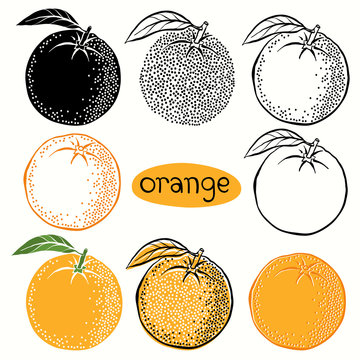 Hand drawn illustration of oranges  isolated on white background