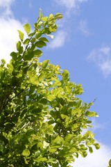 Nature - Landscapes  Fairchild Botanical Gardes