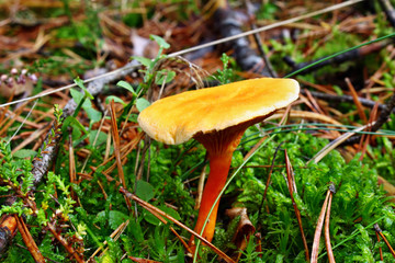 Mushroom false chanterelle