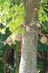 Couroupita guianensis - Cannonball Tree