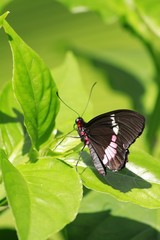 Naklejka na ściany i meble Parides Arcas - True Cattleheart butterfly