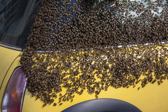 Bees swarm onto a car
