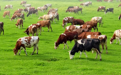 Photo sur Aluminium Vache Vaches qui paissent au pâturage