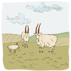 Hand drawn sketch of goats. Vector illustration.