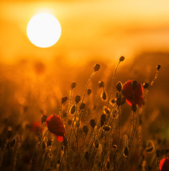 Naklejka premium A field of red poppies at sunset