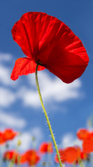 A field of bright, red poppies against a blue sky