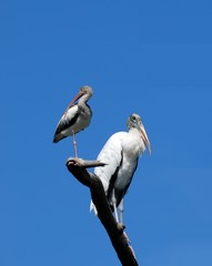 Ibis and Wood Stork in the wild