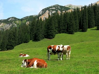Fototapeta na wymiar Alpine Cows Nature Italy