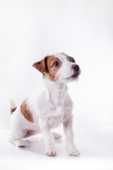Dog Jack Russell Terrier