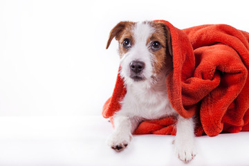 Dog Jack Russell Terrier