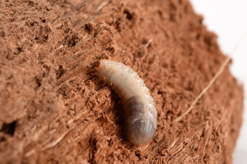 LARVE DI PUNTERUOLO ROSSO - LARVAE OF RED AWL