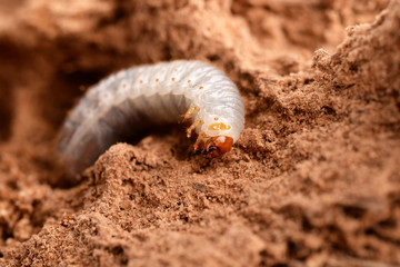 LARVE DI PUNTERUOLO ROSSO - LARVAE OF RED AWL