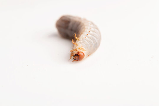 LARVE DI PUNTERUOLO ROSSO - LARVAE OF RED AWL