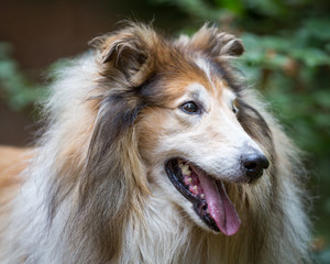 Rough Collie