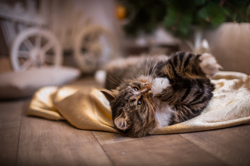 tabby cat plays, paw, holiday