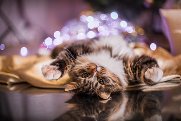tabby cat plays, paw, holiday
