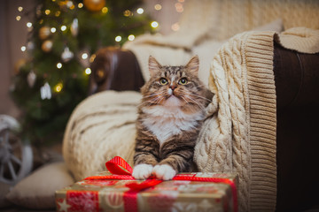 cat, new year holidays, christmas, christmas tree