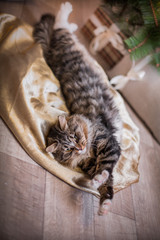 cat, new year holidays, christmas, christmas tree